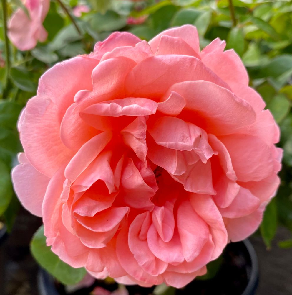 This peachy pink double bloom rose is fragrant and disease resistant, although a real favorite of deer, so I am deeply grateful to have these blooms. Bred in France in 2006 by Alain Meilland. 'Sweet Mademoiselle' is her name.