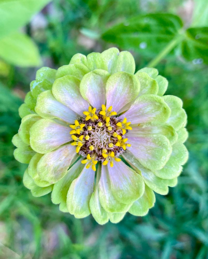 A zinnia with yellow stars around the center, pinkish petals fading out to lime green.