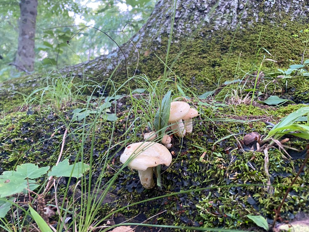 A grouping of small white mushrooms on a patch of moss at the base of a tree.