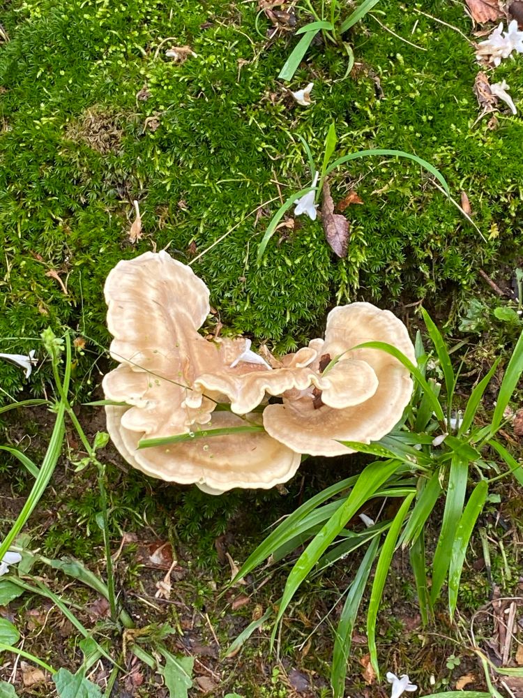 This mushroom is fascinating with all of its ruffles and brown to beige colorations.