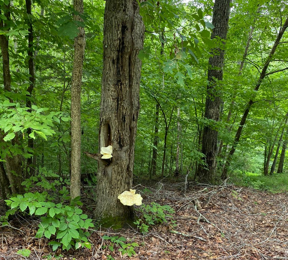 Mushrooms are growing out of cavities in this tree on the edge of the forest.