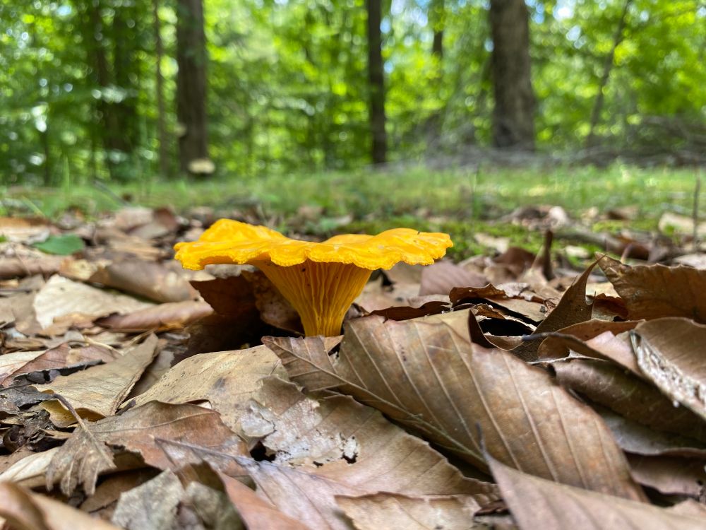 An orange mushroom is pushing up through the leaves at the edge of the woodland.