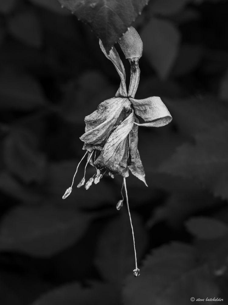 A single Fuschia flower that is fading away its once bright colours now muted and dull against a dark backround of Fuschia leaves. 

The petals are dehydrating and curling in on themselves, the anthers and filaments have dried up as have the style and stigma all ofwhich protrude from the flower. The image has been processed to back and white