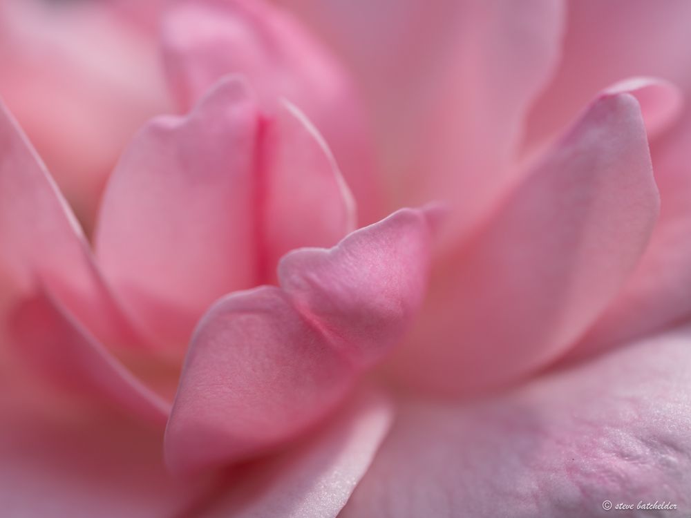 Soft focus close up image of pink rose petals.