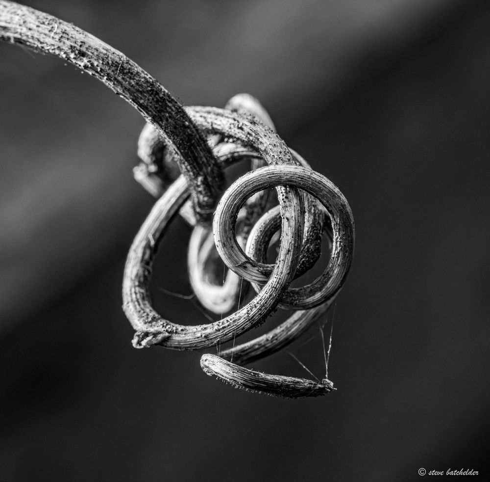 A vine tendril that has curled around on itself having nothing to cling to.