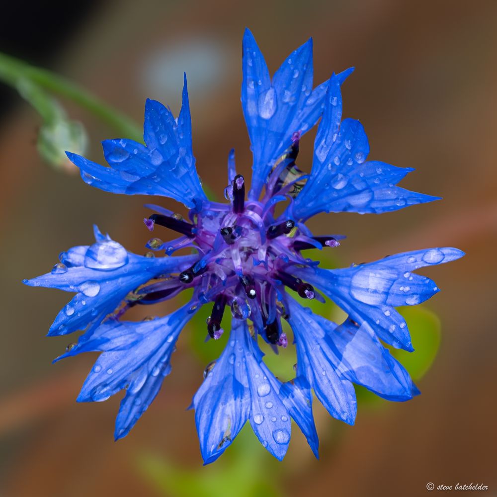 A single vivid Blue cornflower viewed from above against a blurred brown and green background.  Each of the eight individual florets arranged ina circle around the centre of the flower has raindrops on it. The centre of the cornflower is purple and the anthers are a really dark blue almost black colour.