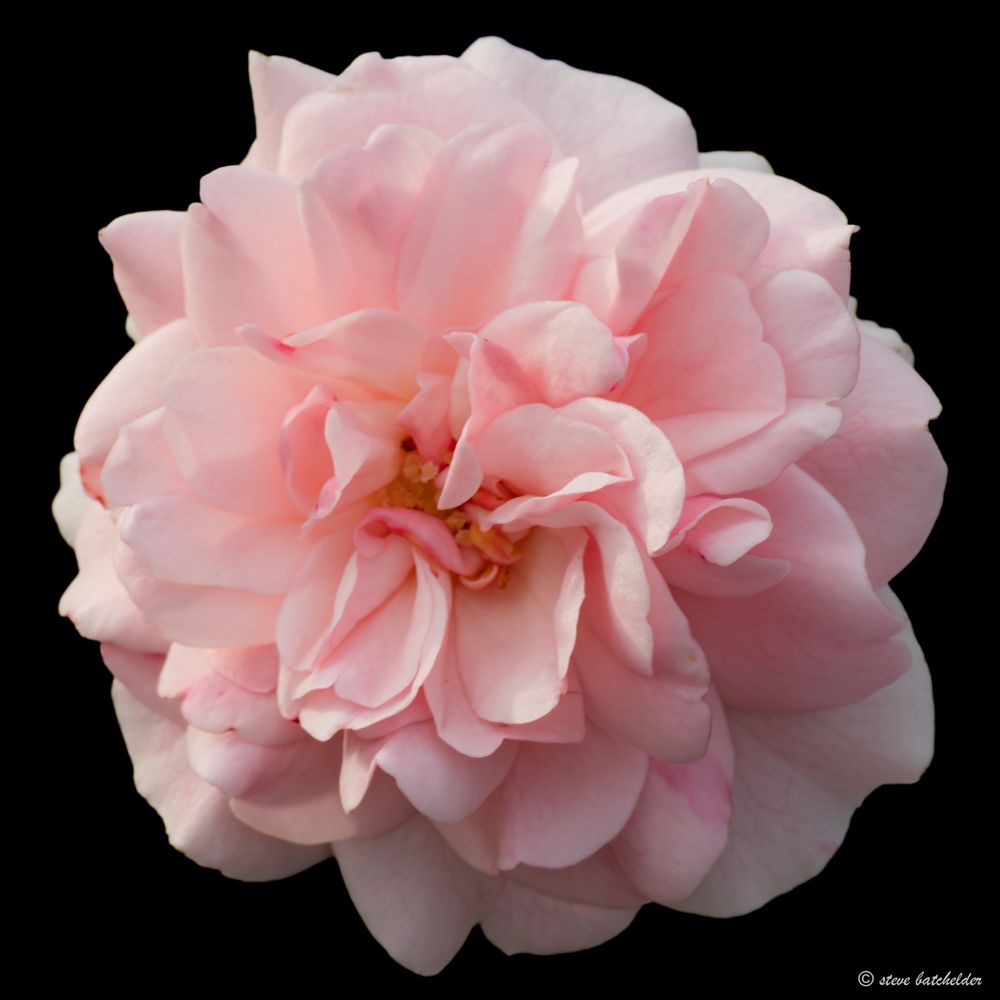 A single open pink rose with a slightly soft focus around the edges on a black background from our garden.