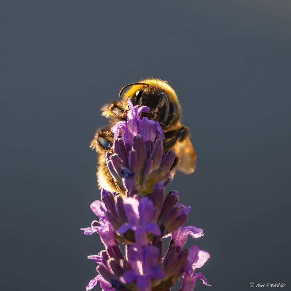 Image shows a  Bee behind the top of some Lavender flowers so that the top of its head, its antennae and eyes are visible above the top of the lavender flowers. Some parts of its body and wings are also visible on either side of the lavender flowers. The Bee and the Lavender are backlit by early morning sun.