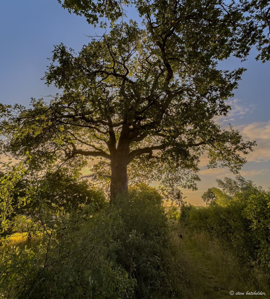 Enjoyed a nice early morning bimble with the walking coach - he is the dark blob on the footpath to the right of the tree - patiently waiting for me to finish taking this image.

Although it's still early August the berries and fruit on the trees seems to be ripening early and there was  hint of autumn in the air.