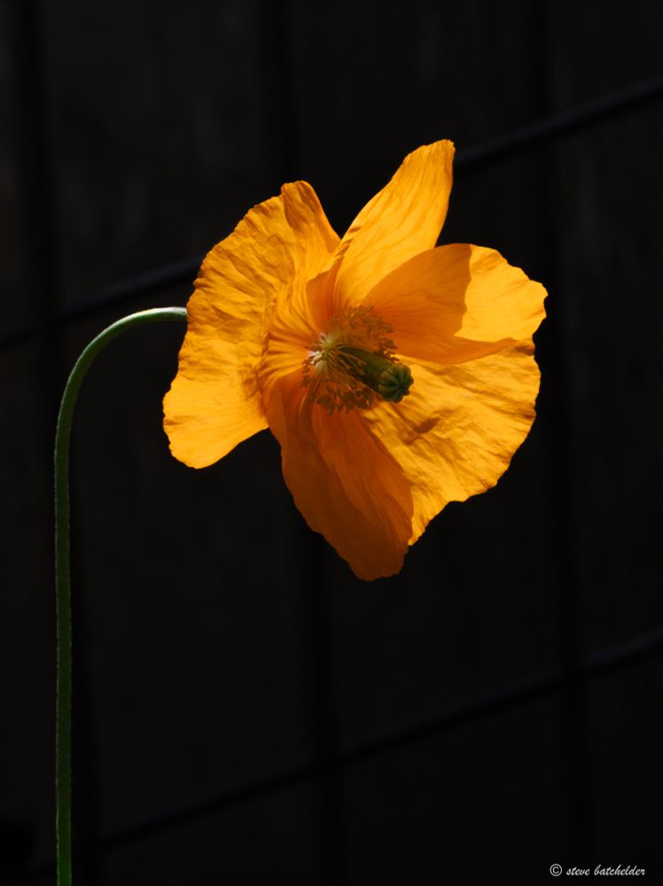 Image shows a backlit orange poppy against a dark background some of the petals are bbright orange and others are a darker orange where they are in shade as is the centre of the poppy,  The green flower stem is also visble most of it is in shadow apart from the curved top section of the stem also highlighted by the sun.