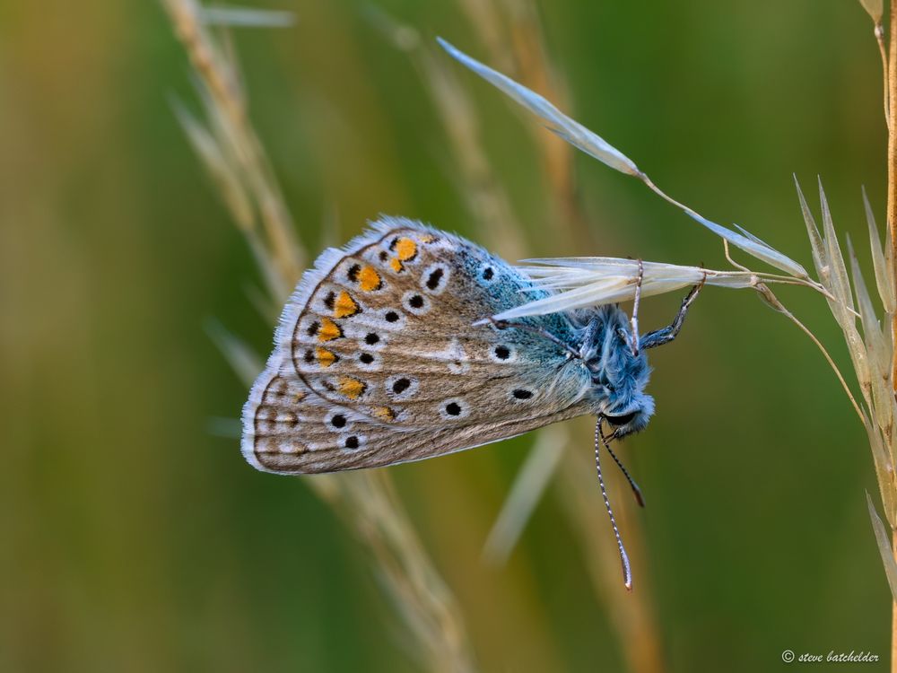 A common Blue Butterfly hangs upside down from a grass seed. In this image viewed side on the blue hairs that cover its head, thorax and part of its abdomen are clearly visible. The blue is also present on the wings spreading out from the joint at the thorax and fading into brown across the rest of the wing, There are black spots with white circular  rings  dispersed across the wing and towards the outer edge these are joined by orange spots and some change to more of an arrow head shaoe where the orange joins the black and white spot and the front edge of the orange  has a black v shape which points towards the head of the buterfly. The edges of the wings are clearly marj=ked by a dark line and white fringing.