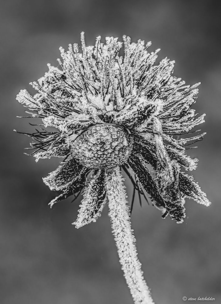 A Ladybird sheltering under the remains of a flower caught in an overnight frost that has covered both the ladybird and the flower remains in tiny ice crystals.