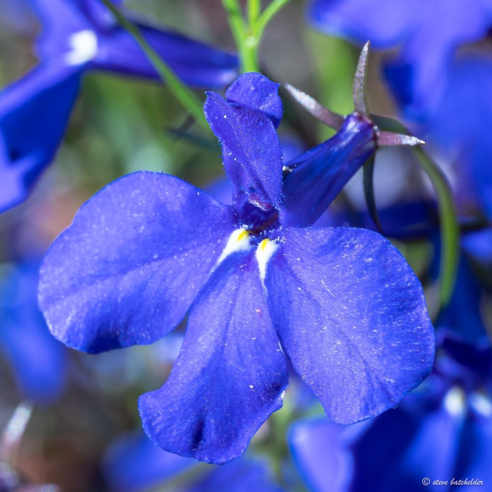 A single blue lobelia flower, there are three large nblue petals on the lower half of the flower and two smaller ones at the top. White and yellow  atterning is visibke at the point where two of the petals join the trumpet of the flower which can be seen behind the petals.