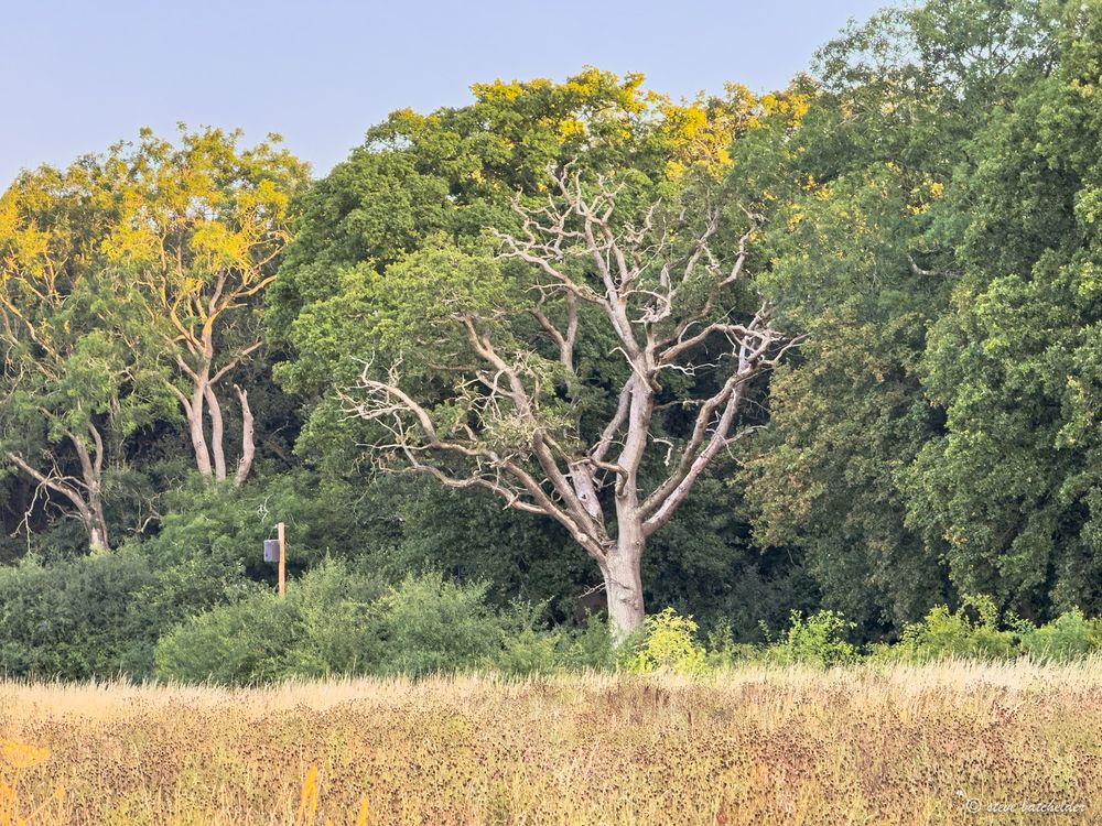 An old oak tree silvery grey in colour with many branches that are without leaves stands in front of green woodland trees and undergrowth.