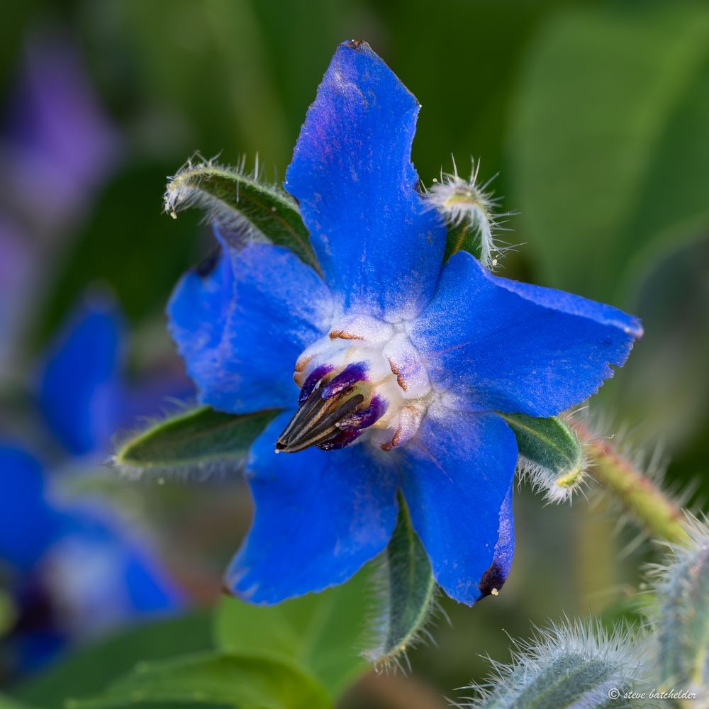 A single blue Borage flower. The flower has five blue petals with white structural appendages around the deep blue anthers.