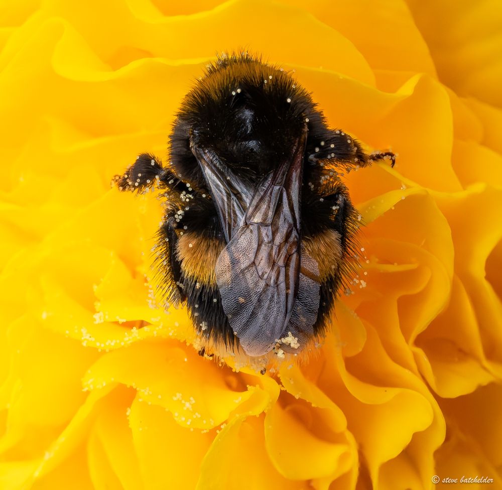 A bumblebee rests on a yellow multi-petalled begonia. The bee is black and yellow and tiny yellow pollen grains can be seen all over it. This is probably a male bumble bee as they do tend to rest overnight on or in flowers. The begonia flower has 2 shades of yellow one to the left of the bee where the light was quite bright and a darker shade to the right of the bee out of direct light. Pollen grains on some of the begonia petals.