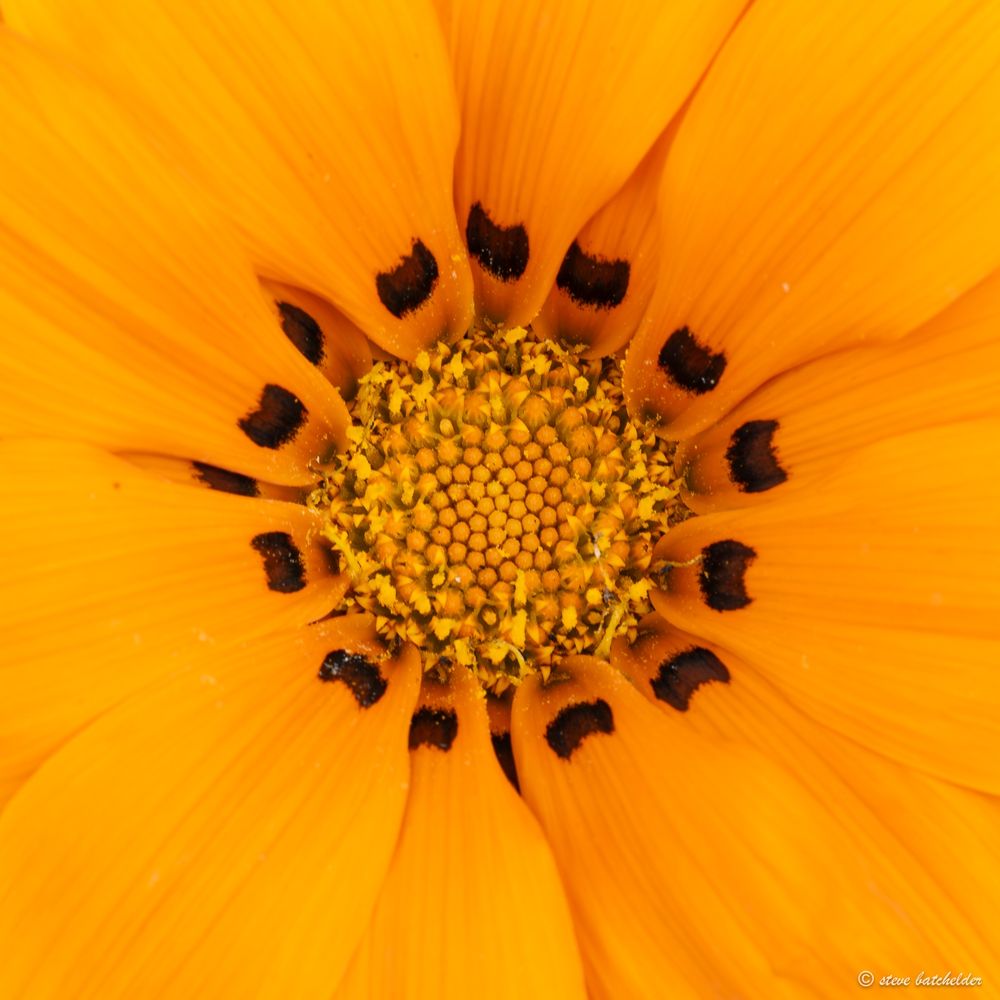 Image shows the centre of a Gazania, each petal surrounding the centre is orange with a black marking near where the petals meet the centr eof the flower. The centre is composed of disk florets at the centre, and ray florets around the outer perimeter nearly all of which are orange with some yellow.