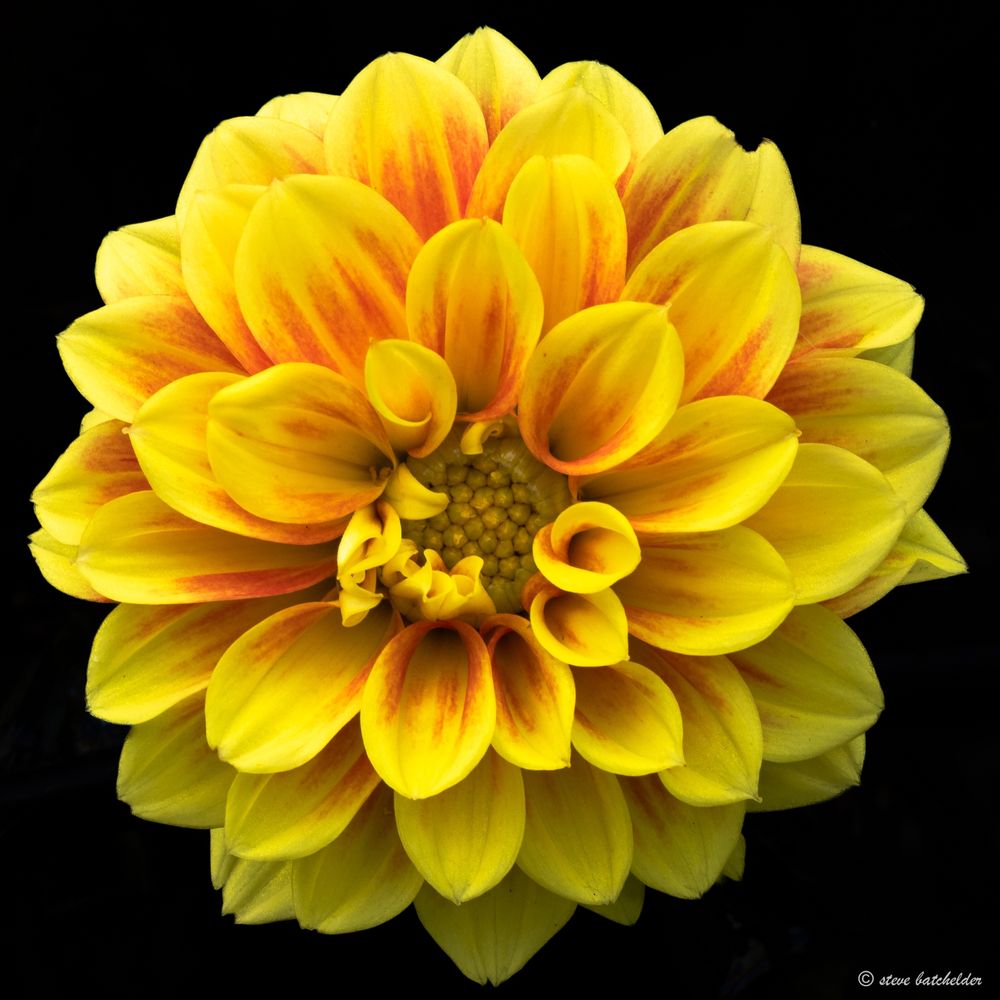 A Dahlia with yellow petals that ahve some orange colouring towards their base. The centre of the Dahlia is also yellow. The flower is viewed looking into its centre and is presented on a black background. 