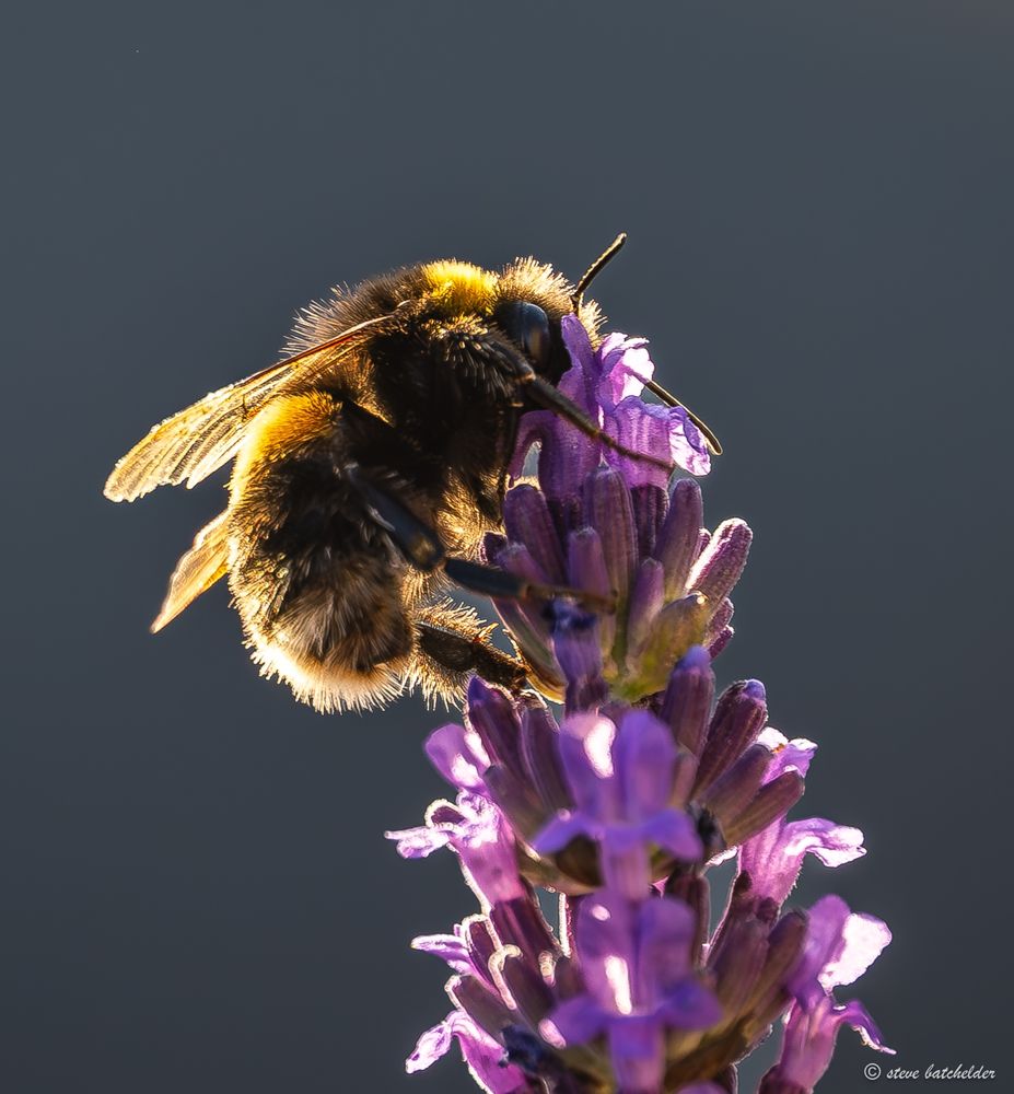 Side on view of a Bee on Lavender flowers backlit by early morning sun.