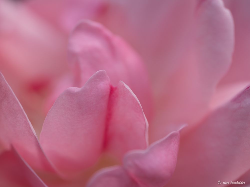 Soft focus close up image of pink rose petals.