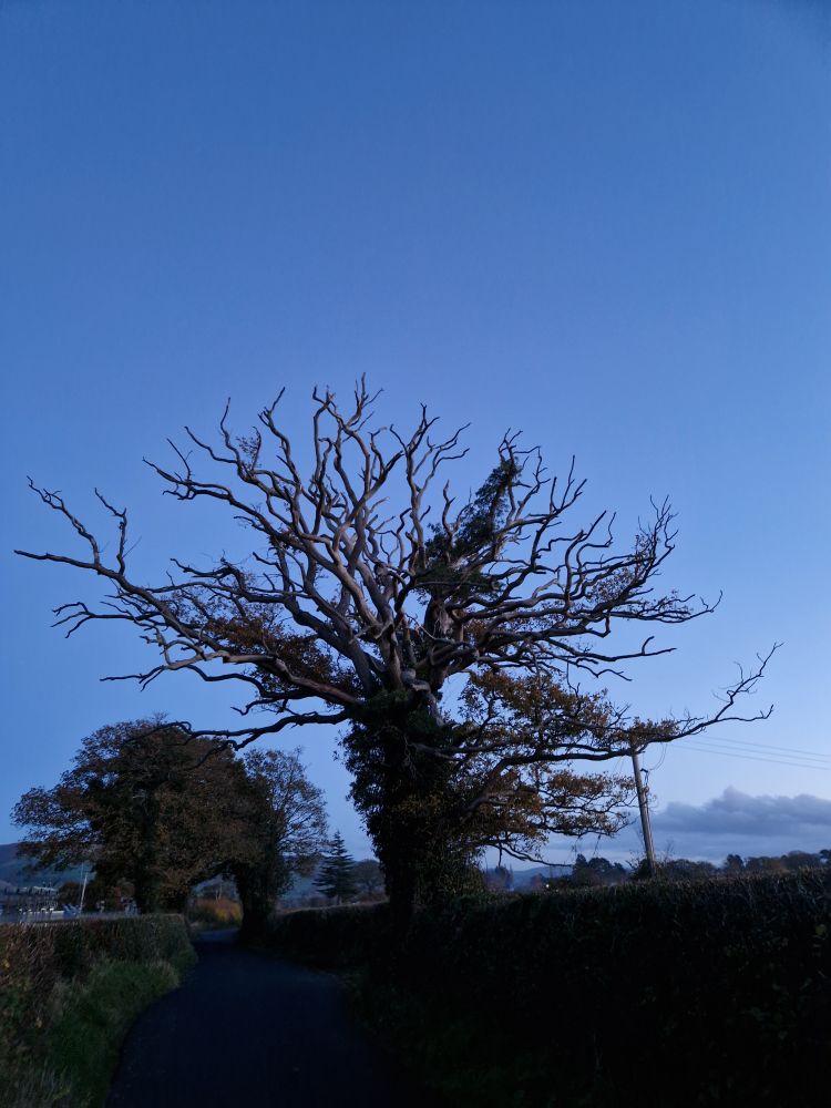 Beautiful old oak tree on its last legs, wrapped in ivy against a cold blue autumn sky.