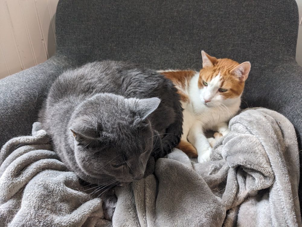 An orange and white cat looks indignantly at his dust brother, who is in the middle of sitting on him.