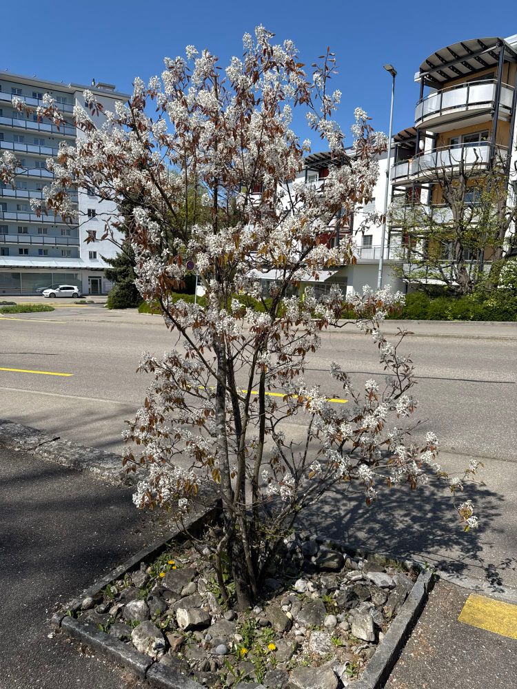 A bush blooming