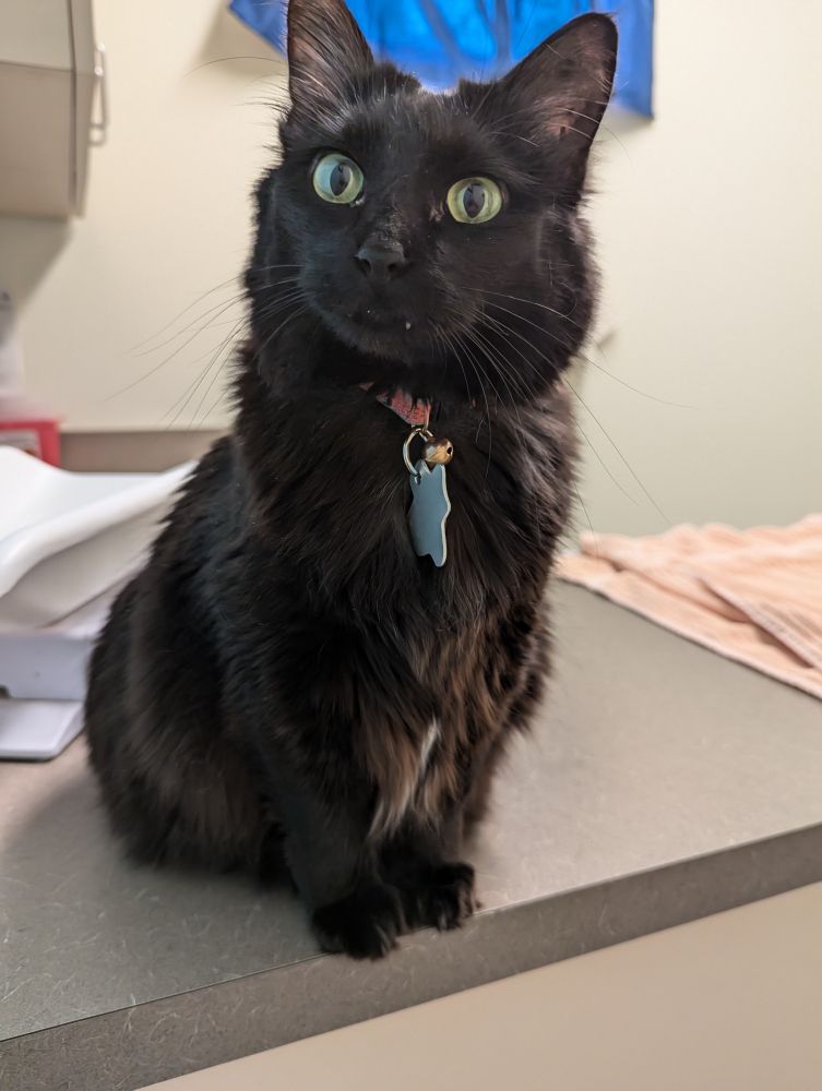 A black cat in a vet office sitting on an exam table. She is looking at the camera.