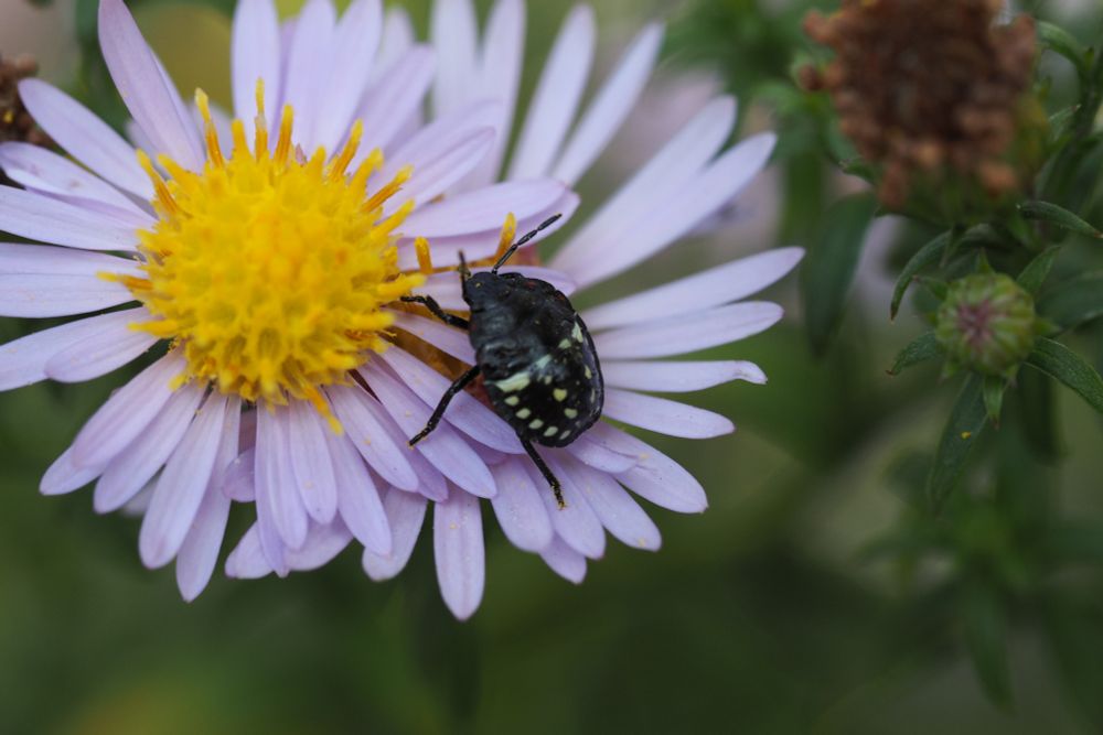Another view of the bug showing the pattern on its back.