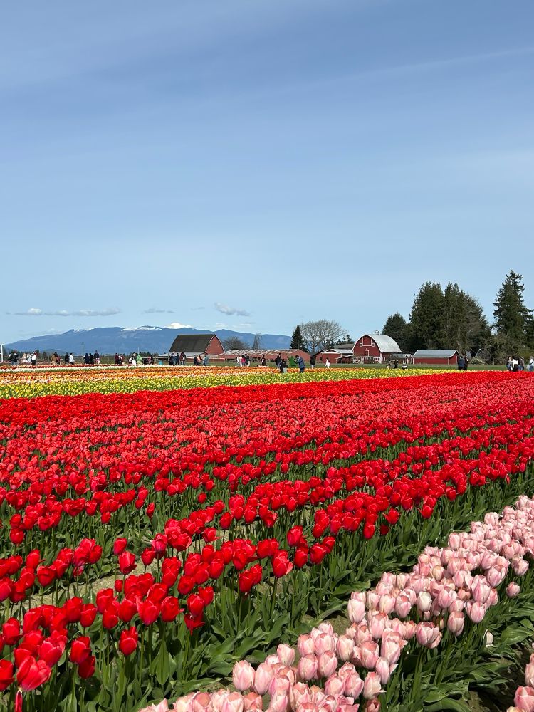 Rows of pink/white, red, and yellow tulips grow on a farm with red barns, tall trees, and the Cascade Mountains in the background. 