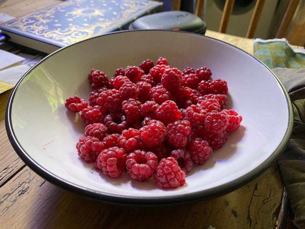 Bowl of freshly picked raspberries