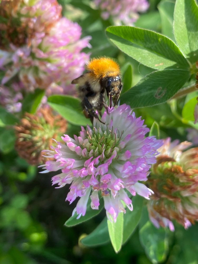 Bumble bee on a pinky-purple clover flower looking for nectar. 