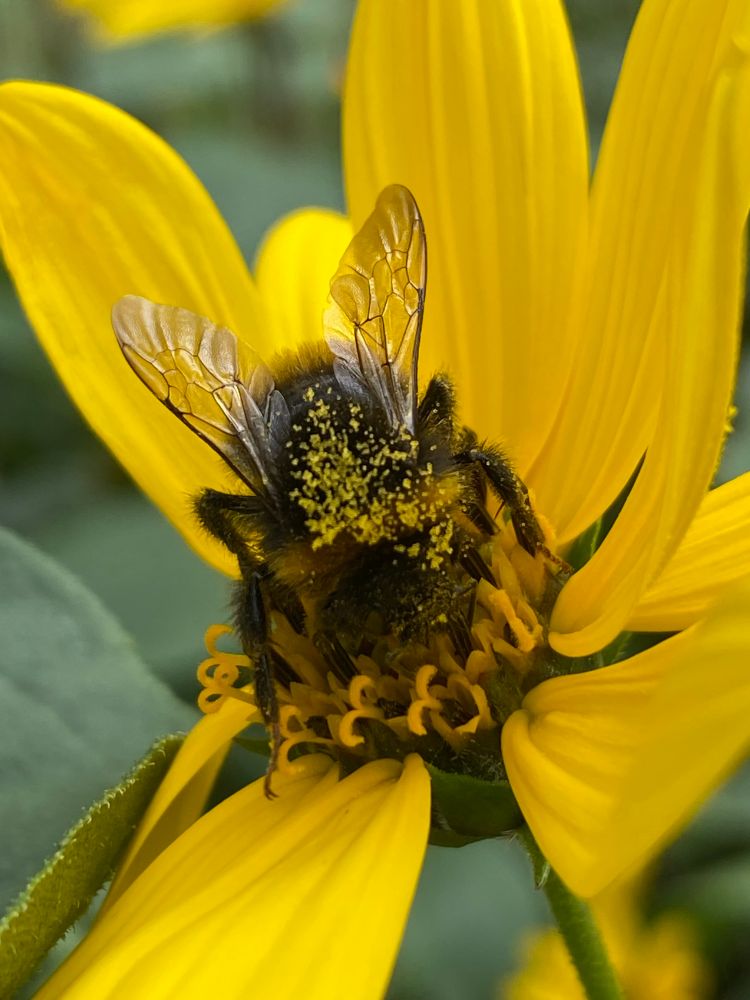 Bumble bee covered in pollen drinking nectar from a big yellow daisy-like flower