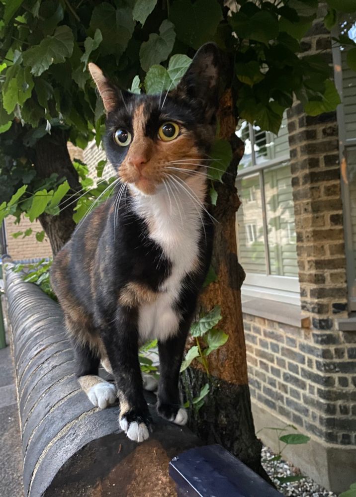 Beautiful tortoiseshell and white small cat with intense stare, standing on a wall outside a house