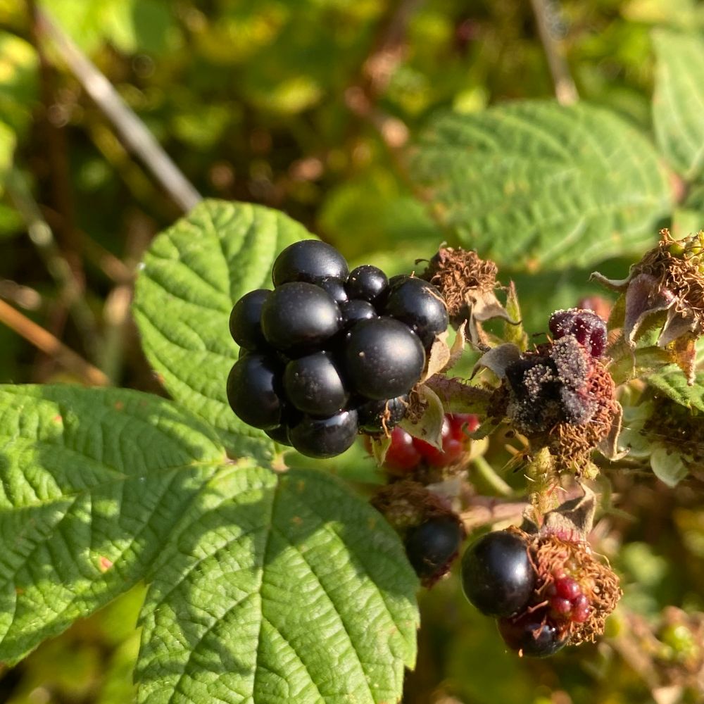 Ripe blackberry and leaves on the plant