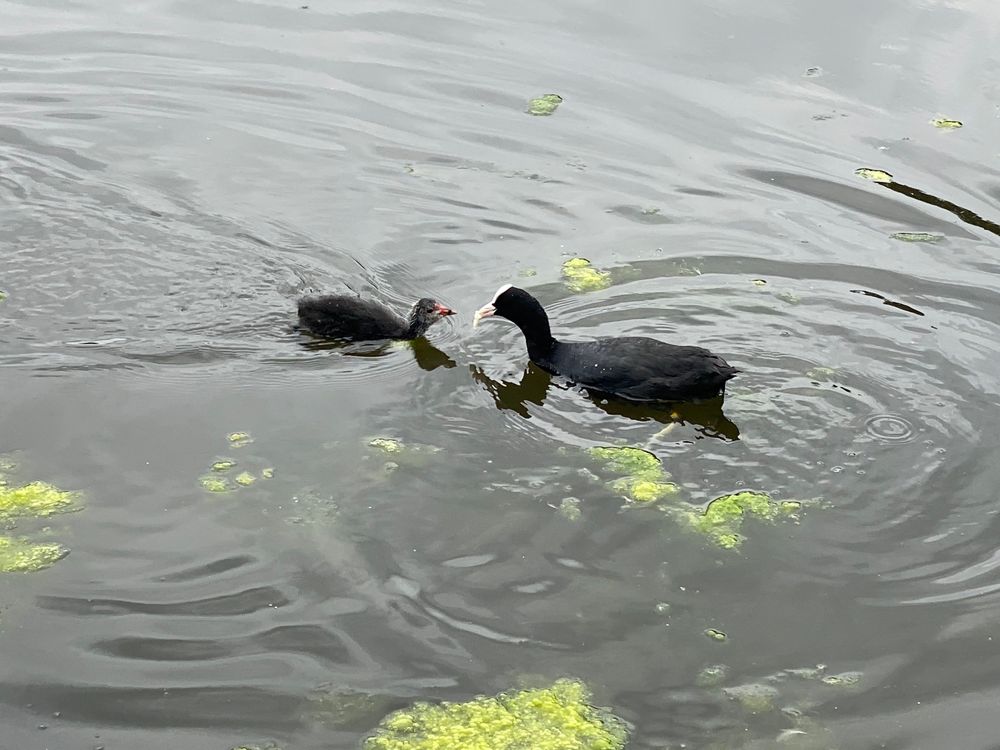 Baby coot with beak outstretched reaching for the tasty morsel its parent is bringing it. Some algae on the water and ripples.