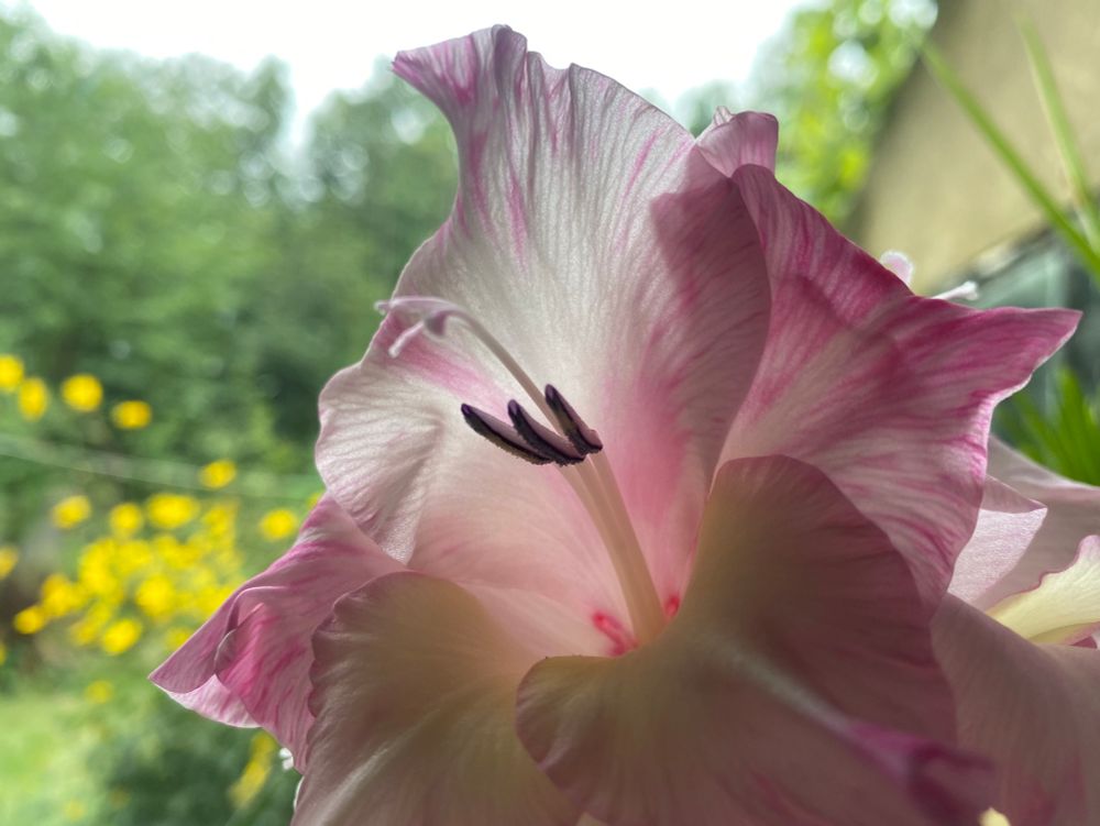 Close up of pink gladioli flower