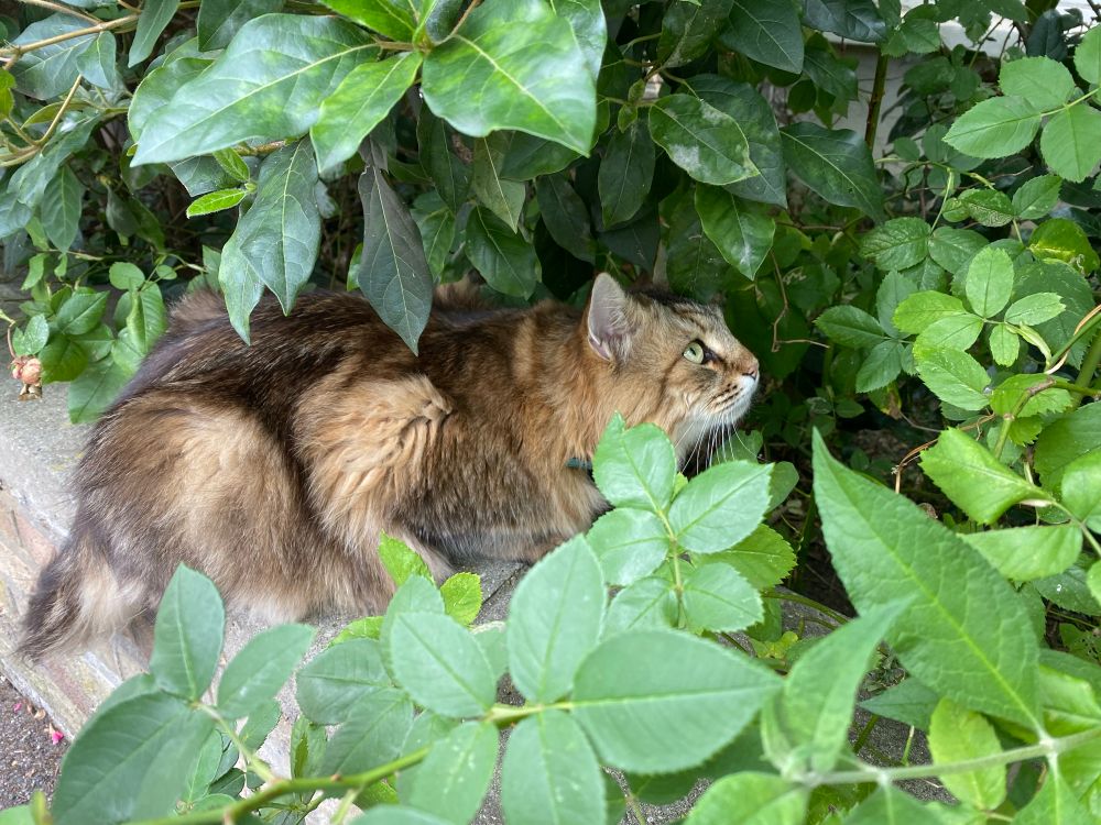 Big fluffy tortoise-shell cat sitting on a wall surrounded by leaves. It’s staring into the bush as though it’s heard something like a bird and is staring intently.