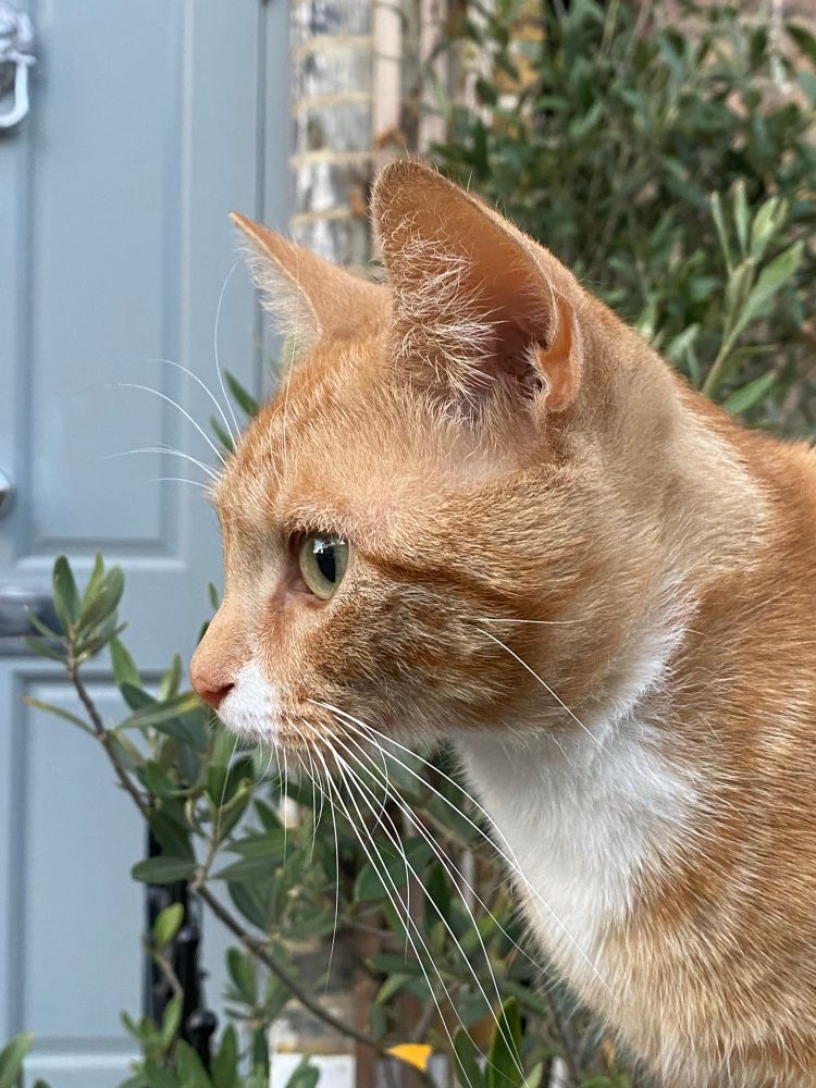 Alert looking ginger young cat with bright eyes 