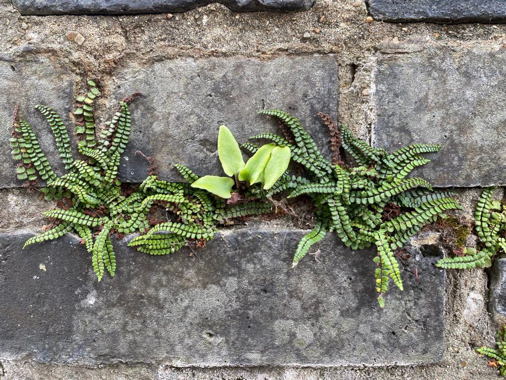 Small fern like plants growing in the mortar of a brick wall. Nature always finds a way.