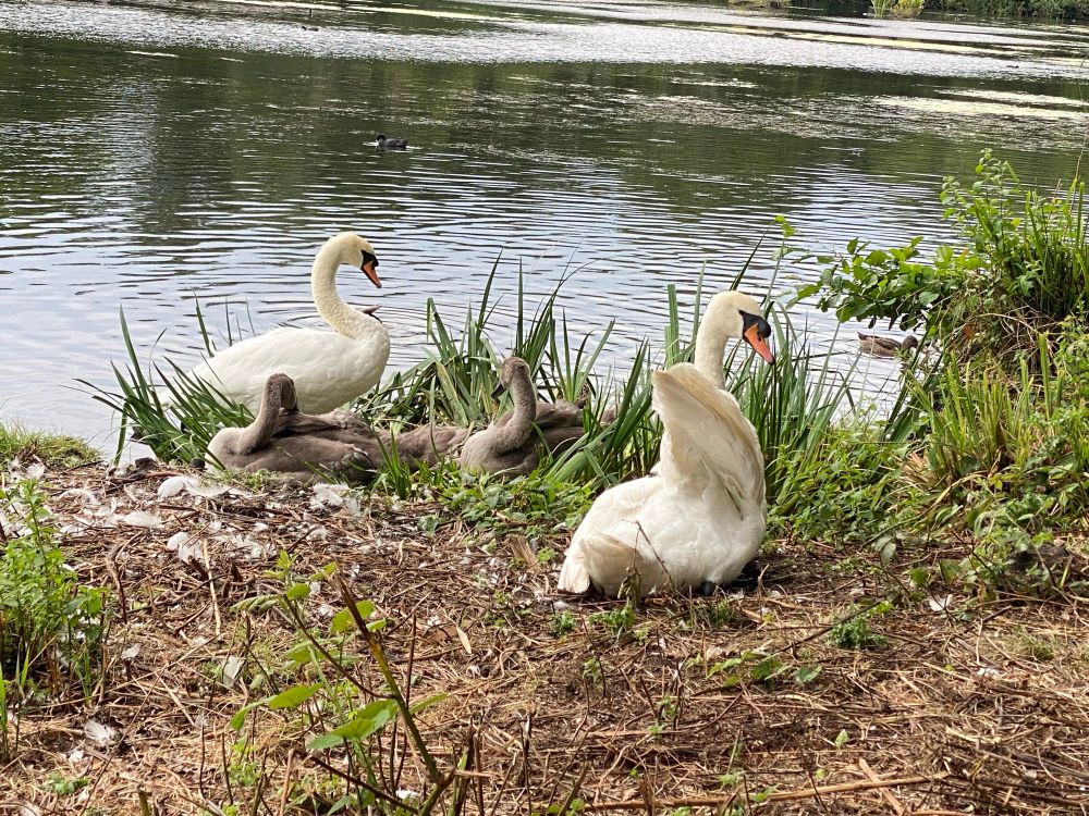 Swabs guarding their two signets by a lake