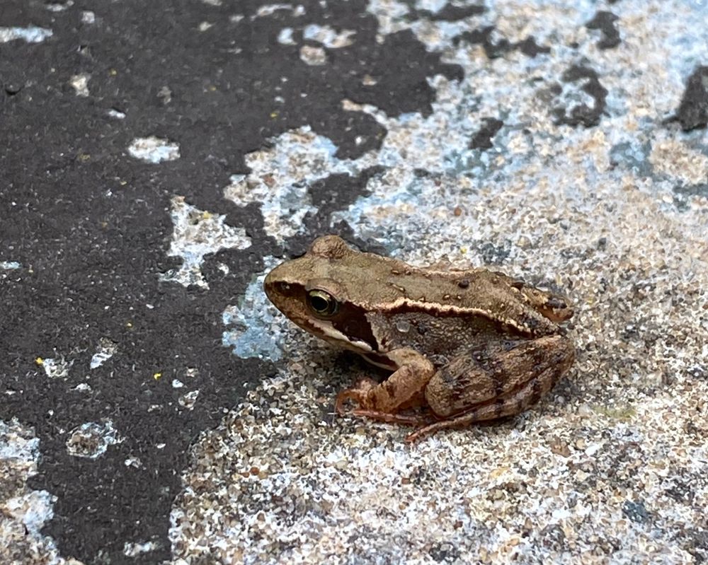 Small common frog sitting on concrete