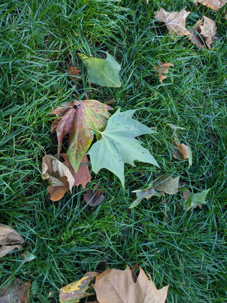 A photo of a few green and brown Maple leaves scattered across the green grass in London.