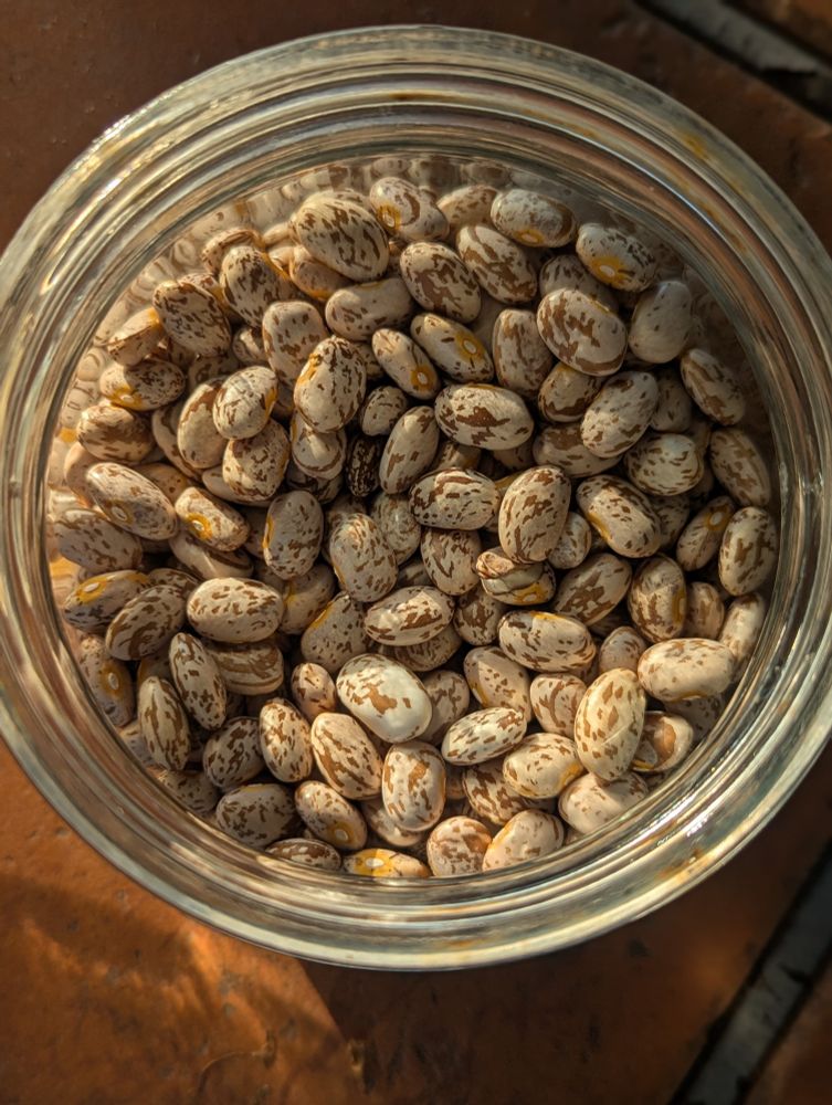 Brown and cream speckled beans in a jar