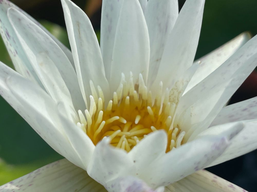 Closed up picture of white lotus
