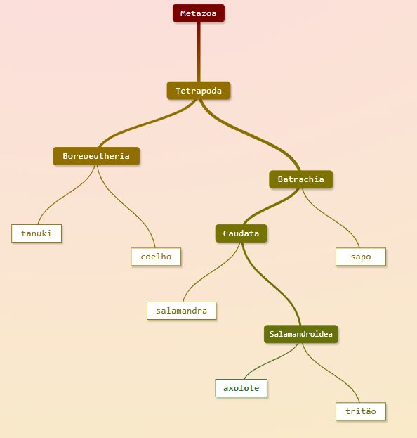 tanuki -> coelho -> sapo -> salamandra -> tritão -> axolote

