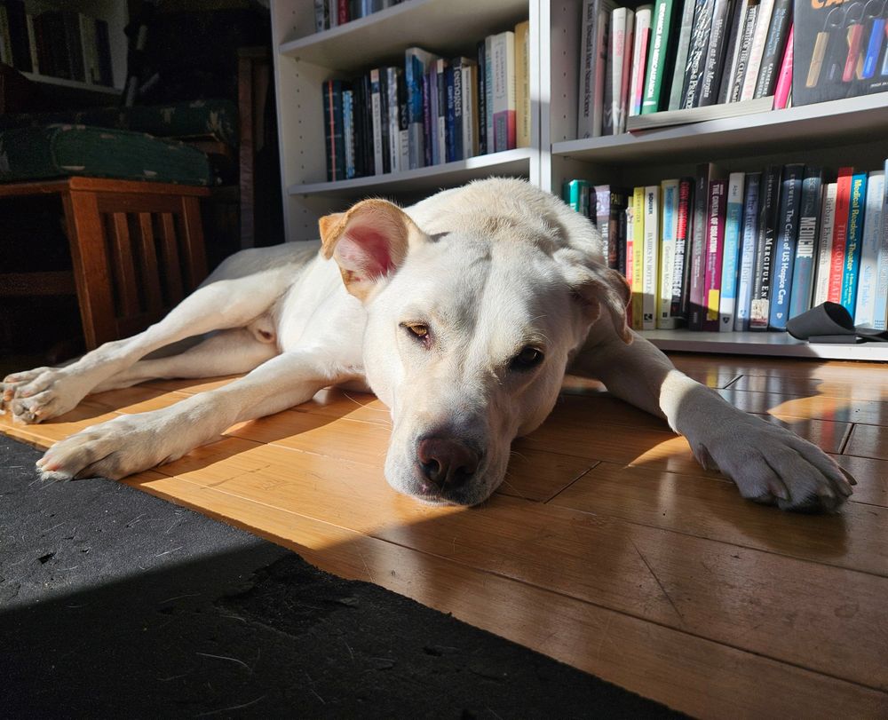 A white labrador mix lying drowsily in the sun in front of a bookshelf. 