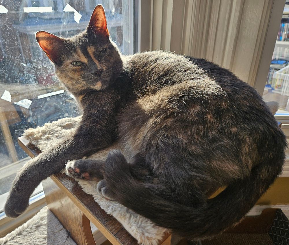 Tortoise shell cat lying in a sundrenched window platform. 