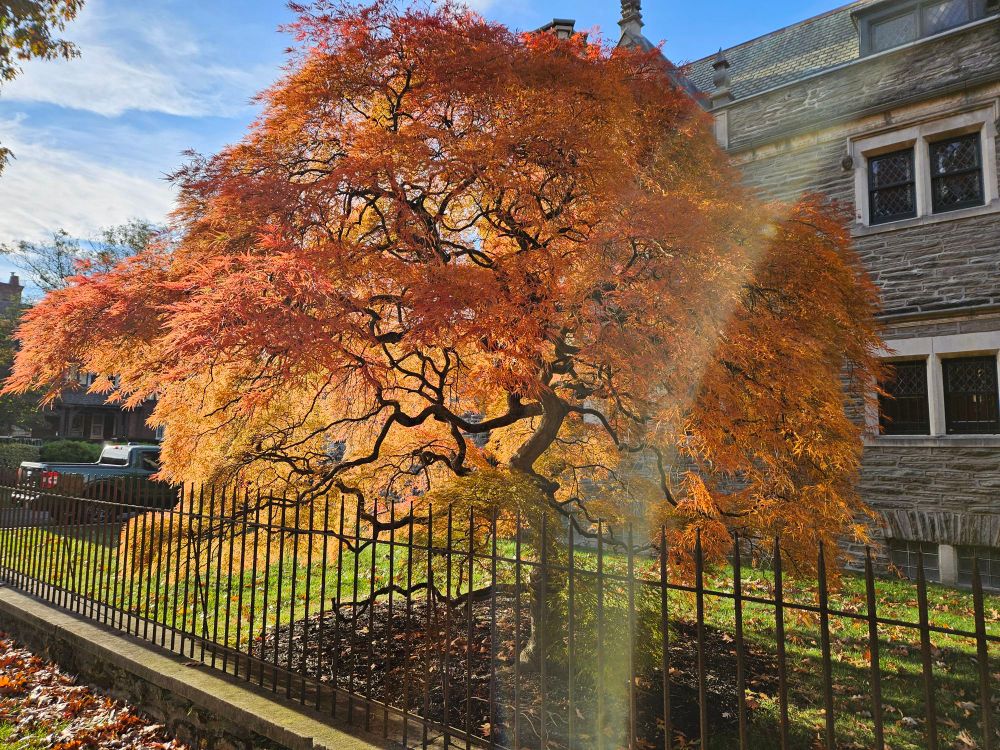 Japanese maple tree with bright orange and red leaves and a dramatically twisted trunk.  