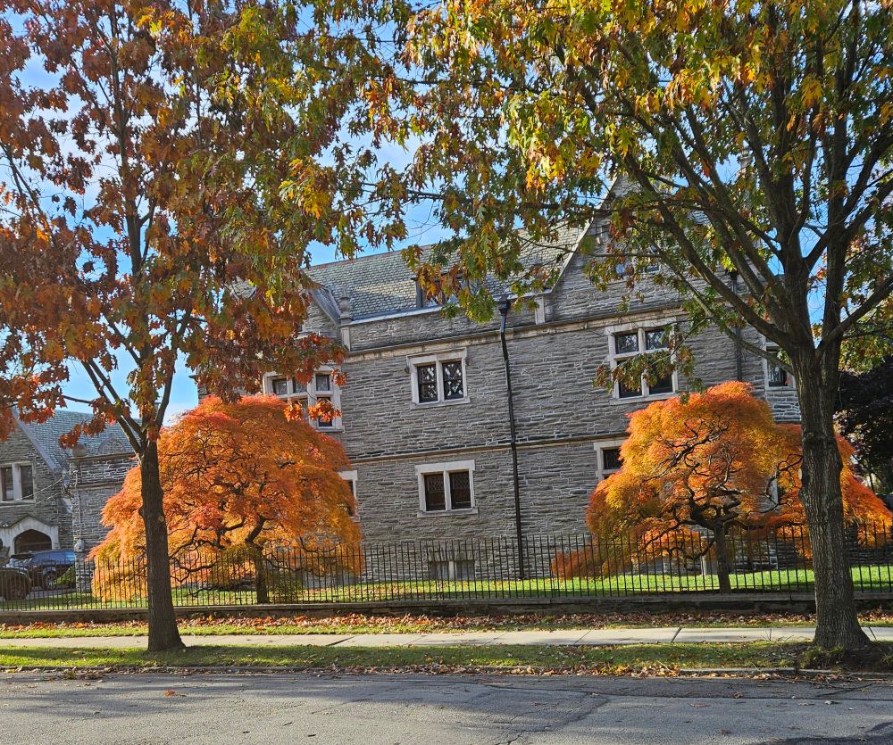 Two Japanese maple trees with bright eed and orange autumn leaves. 